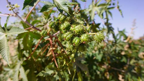 Valorisation des plantes  indigènes