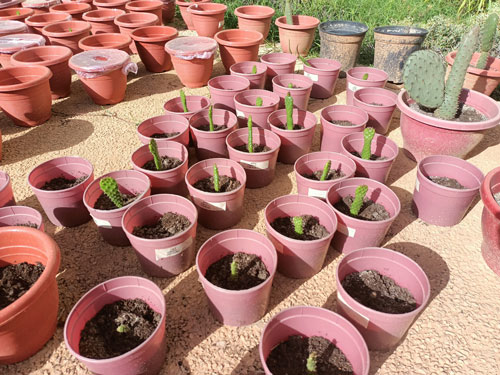 VALORIZACIÓN DEL CACTUS