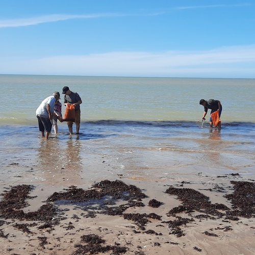 Valorisation des Halophytes et aquaculture