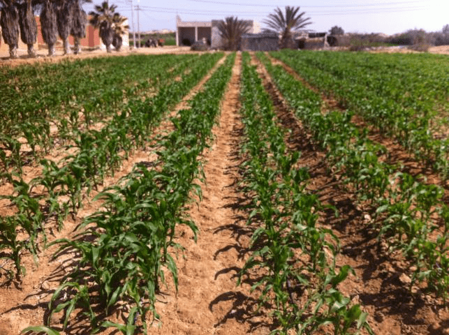 Les Tunisiens s’intéressent au projet pilote de développement intégré du périmètre de Foum El Oued dans la Région de Laâyoune